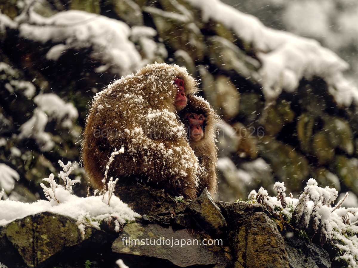 Warmth of Friendship - Snow Covered Monkeys Huddle in the Blizzard