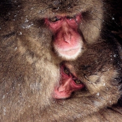 Comfort-in-the-Snow-Storm-Snow Monkeys-Japan Mother and Young Monkey Limited Edition of 10 worldwide (all sizes combined) Comfort-in-the-Snow-Storm-Snow Monkeys-Japan Mother and Young Monkey Limited Edition of 10 worldwide (all sizes combined)