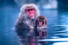 Mother-Snow-Monkey-of-Northern-Japan-Holding-her-Baby-in-hot-spring