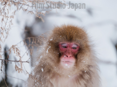 Snow-Monke-of-Japn-Relaxing-in-Light-Snowfall-in-Nagano-Japan-beautiful-golden-fur-with-golden-vegetation-with-white-snow-backdrop._01