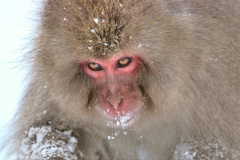 Snow-Monkey-Of-Japan-Close-up-large-individual-intense-eyes-yellow-blue-long-hair-023-T.Mellon