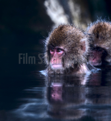 Young-snow-monkey-bathing-in-japanese-hot-spring-while-companion-grooms-back-deep-blue-green-tones-with-face-reflection-in-water-