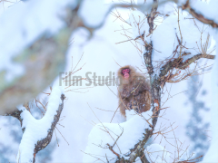 semi-landscape-snow-monkey-of-japan-sitting-in-tree-fluffy-snow-covered-gazing-off-during-light-snow-fall-winter-2023