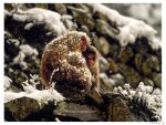 Warmth of friendship snow covered nagano japan monkeys cuddling in blizzard