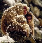 Warmth of friendship snow covered nagano japan monkeys cuddling in blizzard