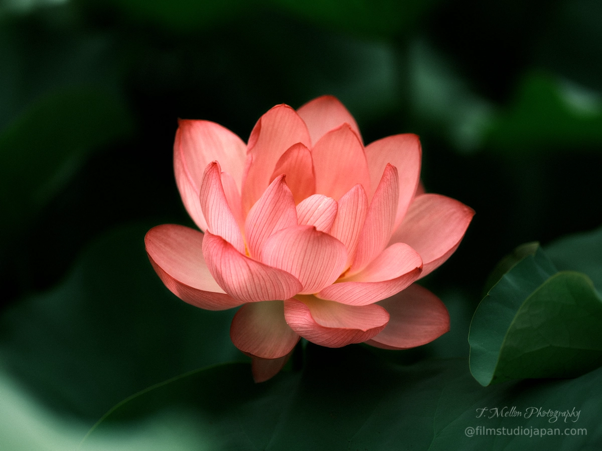 東風終（岩峰啓一）作品『蓮の花／Lotus flower』 東風終（岩峰啓一）作品『蓮の花／Lotus flower』 hqdefault.jpg