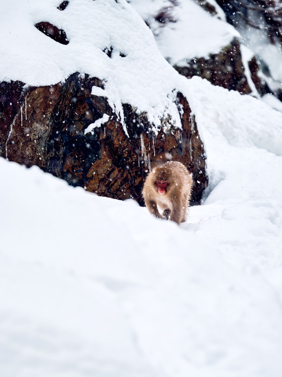 Coming down the mountain alpha male snow monkey