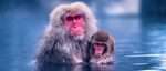 Mother Snow Monkey of Northern Japan Holding her Baby in hot spring(1)
